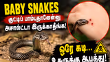 Snake Bite First Aid: குட்டிப் பாம்புதானேன்னு அசால்ட்டா இருக்காதீங்க! ஒரே கடி... உசுருக்கு ஆபத்து!