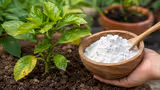 Slaked lime Benefits: महंगे खाद की नहीं पड़ेगी जरूरत, पौधों में कैल्शियम की कमी पूरी करने के लिए डालें ये सफेद चीज