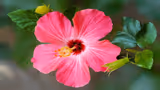Recommended image1
