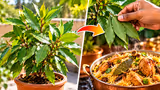 Biryani Leaf: ఎలాంటి ఎరువులు వాడకుండా ఇంట్లోనే బిర్యానీ ఆకులను ఇలా పెంచుకోండి