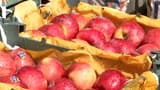 India-Pak tensions: 'Ban Turkey' trend gains momentum in Pune as traders boycott Turkish apples