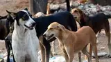 Zeenat Aman, Adivi Sesh and Siddharth Anand Voice Deep Concern Over Supreme Court’s Stray Dog Verdict