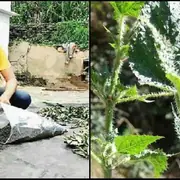 कोरोना संकट में बिच्छू घास को बना दिया हर्बल टी, अब दिल्ली मेट्रो की नौकरी छोड़कर दान सिंह कमा रहे हैं लाखों