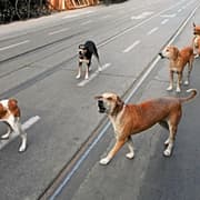 Supreme Court Order on Stray Dogs Draws Praise and Protest: Who Said What