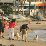 Only 2% of Street Dog Interactions Aggressive in India, Researchers Warn As Final SC Verdict Looms