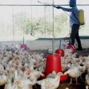 CM Yogi Adityanath Orders Strict Measures to Prevent Bird Flu Spread in Uttar Pradesh