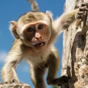 வைரஸ் பாதித்த குரங்குகள் தப்பி ஓட்டம்! அமெரிக்க மக்களுக்கு எச்சரிக்கை!