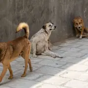 Two Bengaluru University Students Attacked by Stray Dogs, One Critical