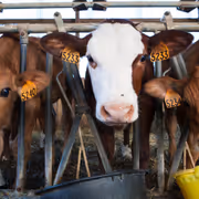 'People Only Stand for Dogs': Public Criticism Grows Over Cow Not Being India’s National Animal
