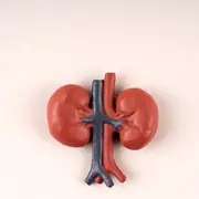 5 Kidney-Boosting Superfoods to Improve Health Naturally