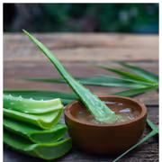 7 Amazing Benefits of Growing Aloe Vera at Home