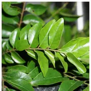 Best Ways to Store Curry Leaves Fresh for Longer Shelf Life