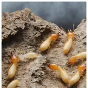 7 Effective Ways to Eliminate Termites and Protect Your Home