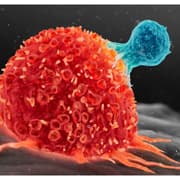New Gene Switch Could Stop Cancer? Scientists Discover Molecular Switch That Can Turn Cancer Cells Back To Normal