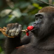 Drunk Apes Behind Human Evolution? New Research Suggests Why We Digest Alcohol So Well