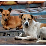 Karnataka MLC SL Bhojegowda Claims 2,500 Dogs Killed During Tenure, Sparks Outrage