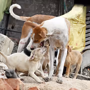 SC Wants Stray Dogs Off Delhi Streets. But Where Are The Shelters & Why It's Easier Said Than Done