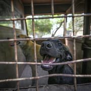Daily Brief, August 13: CJI Gavai on Stray Dogs Order to Rohit Sharma's ICC Rise - 10 Must-Know Headlines From India