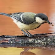 Tropical Birds Are Disappearing Fast; This Is Why It Matters