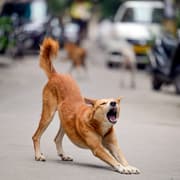 'No Fundamental Rights for Animals': What Supreme Court Ruled on Stray Dogs Issue in Delhi-NCR