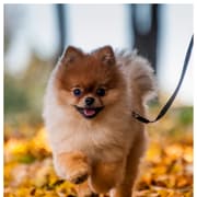 7 Things to Know Before Raising a Pomeranian