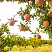 How Srishail Teli Overcame Challenges to Grow Apples in the Heat of Karnataka