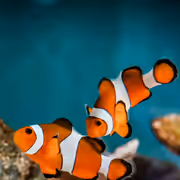 Climate Change: What Happens to Fish When the Ocean Heats Up