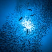 Fish Species Vanishing from Drought-Prone Streams Due to Global Warming