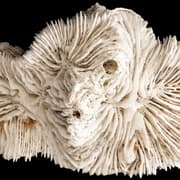 Breakthrough in Coral Fossil Research Offers a New Look at Ancient Climates