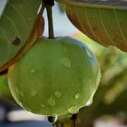 Love Guavas? Here’s What Happens If You Eat Them in Winter Season