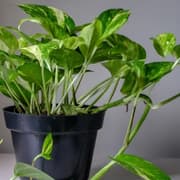 Money Plant: వేరొకరి ఇంటి నుంచి మనీ ప్లాంట్ దొంగిలించి మన ఇంట్లో నాటితే సంపద కలిసి వస్తుందా?