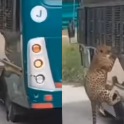 Bengaluru: Leopard Attacks Safari Bus at Bannerghatta Biological Park, Woman Injured; Non-AC Buses Halted (Watch)