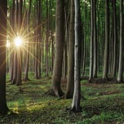 Inside Germany’s First Major Wood-Powered Chemical Refinery Reshaping the Sector