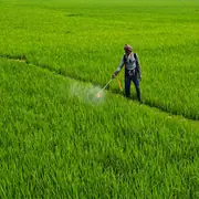 India’s Fertiliser Bill Set to Rise Due to China Supply Issues, Global Price Hike