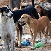 Zeenat Aman, Adivi Sesh and Siddharth Anand Voice Deep Concern Over Supreme Court’s Stray Dog Verdict