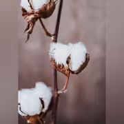 India’s Cotton Duty Waiver Gives Major Advantage to the US, Says GTRI