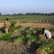 Pakistan Among Top Countries With "Inefficient" Agricultural Water Use: World Bank
