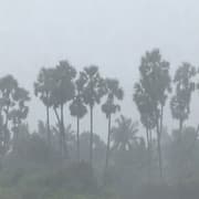 Cyclone Ditwah: IMD issues yellow alert for TN, Puducherry districts