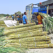 India's sugar output to jump 16% to 343.5 lakh tons in 2025-26: ISMA