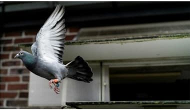 ಬೆಂಗಳೂರು: ಪಾರಿವಾಳಕ್ಕಾಗಿ ಜಗಳ, 25 ವರ್ಷದ ಯುವಕನನ್ನು ಚಾಕು ಇರಿದು ಬರ್ಬರ ಹತ್ಯೆ!