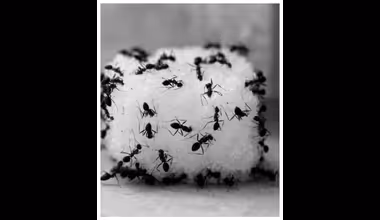 ಸ್ವೀಟ್ ಬಾಕ್ಸ್ಗೆ ಇರುವೆ ಮುತ್ತಿಕೊಂಡ್ರೆ ಓಡಿಸಲು ಇಲ್ಲಿದೆ ಸಿಂಪಲ್ ಟ್ರಿಕ್ಸ್