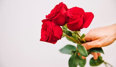 ಸಿಲಿಕಾನ್‌ ಸಿಟಿಯಲ್ಲಿ ಕೋಟಿ-ಕೋಟಿ ಗುಲಾಬಿ ಹೂವುಗಳ ಮಾರಾಟ