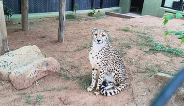 Four Cheetahs from South Africa Arrive at Bengaluru Airport, Shifted to Bannerghatta Park