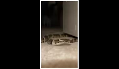 Snake In House: இந்த வாசனை வந்தா உங்க வீட்ல பாம்பு இருக்குனு அர்த்தம்