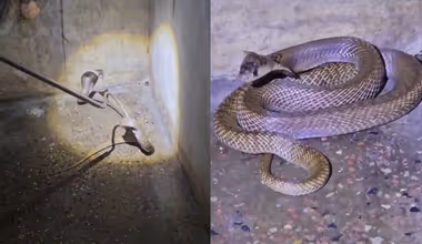 കിടപ്പുമുറിയിൽ നിൽക്കുകയായിരുന്ന പ്ലസ്ടു വിദ്യാര്‍ത്ഥിയുടെ അരികിലേക്ക് മൂര്‍ഖൻ പാമ്പ് ഇഴഞ്ഞെത്തി, കടിയേൽക്കാതെ രക്ഷപ്പെട്ടത് തലനാരിഴക്ക്