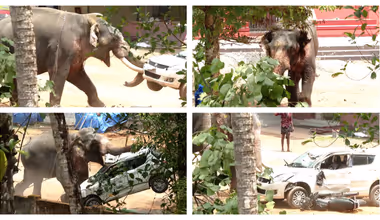 Elephant In Musth Runs Amok Near Angamaly Temple in Kerala, One Dead, Another Hurt; Videos Surface