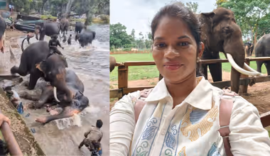 ದುಬಾರೆ ಆನೆ ಶಿಬಿರಕ್ಕೆ 2 ದಿನ ಪ್ರವೇಶ ನಿರ್ಬಂಧ; ಕಾಳಗದಲ್ಲಿ ಗಂಭೀರವಾಗಿ ಗಾಯಗೊಂಡ 'ಮಾರ್ತಾಂಡ' ಆನೆಗೆ ಚಿಕಿತ್ಸೆ!