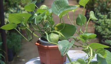 Money Plant Vastu: মানি প্ল্যান্ট থাকলেই টাকা আসে না, এই ৭ ভুলে হতে পারে সর্বনাশ! কীভাবে বাঁচবেন?