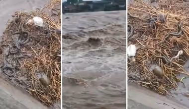 Nature's Most Unusual Flood Scene: Snakes, Rats and Birds Share Shelter to Escape Rising Waters in Gujarat