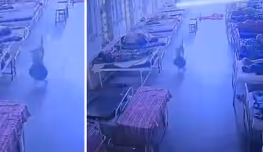 The 'Thief' Had Four Legs: Dog Walks Off With Rs 4 Lakh Jewellery Bag From Hospital, Viral Video Stuns Cops